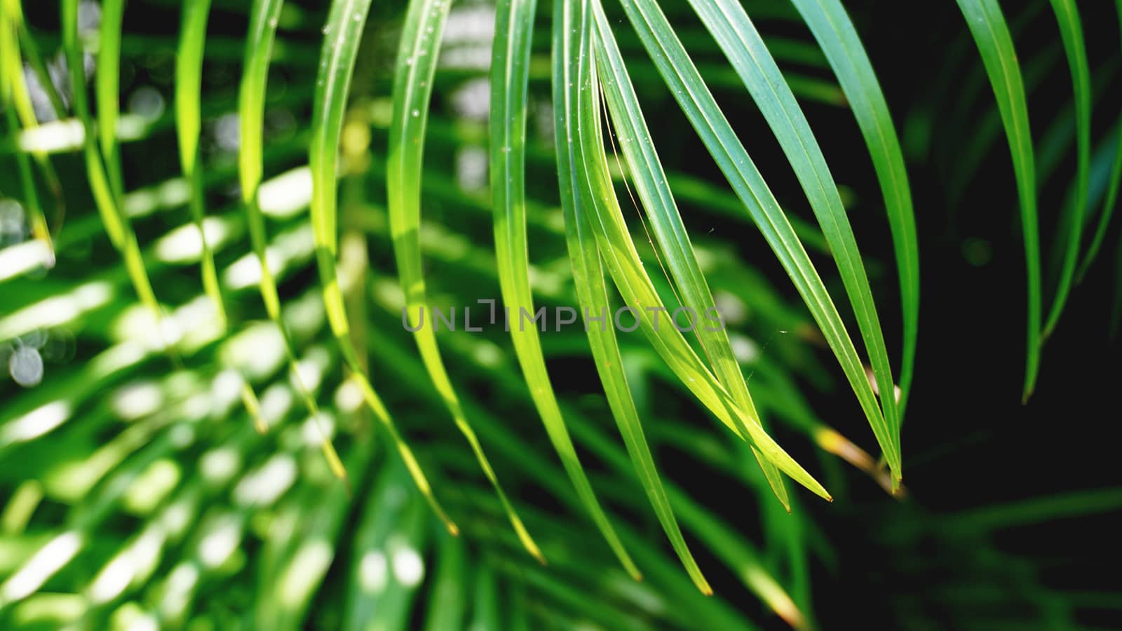 Tropical palm leaves, floral pattern background, real photo by natali_brill