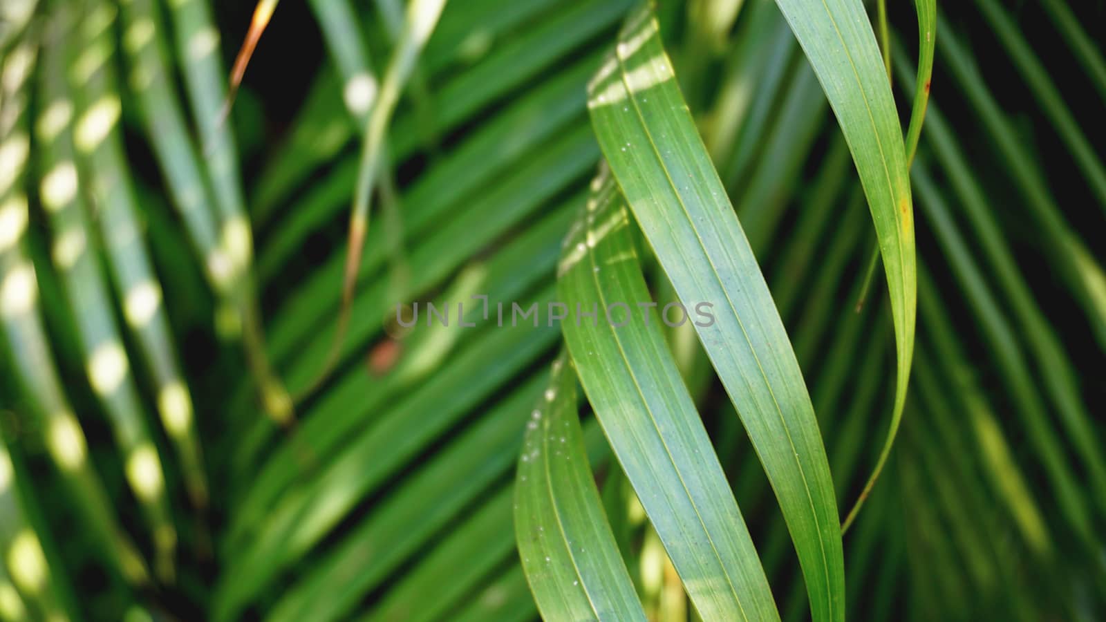 Green tropical palm leaves, floral pattern background, real photo