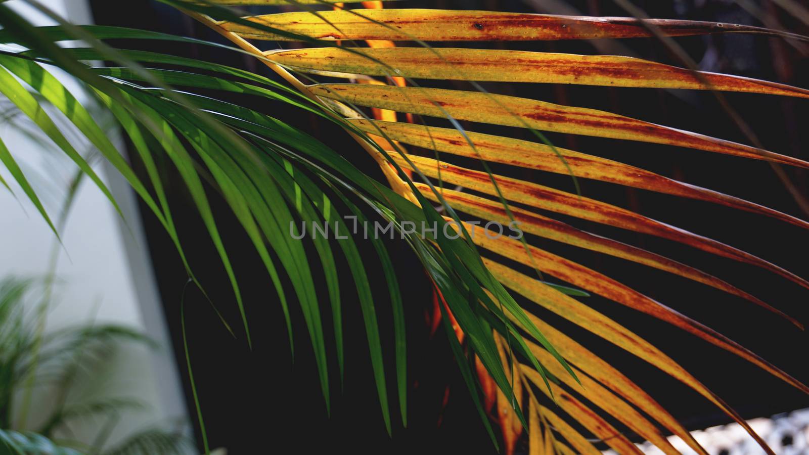 Tropical palm leaves, floral pattern background, real photo by natali_brill