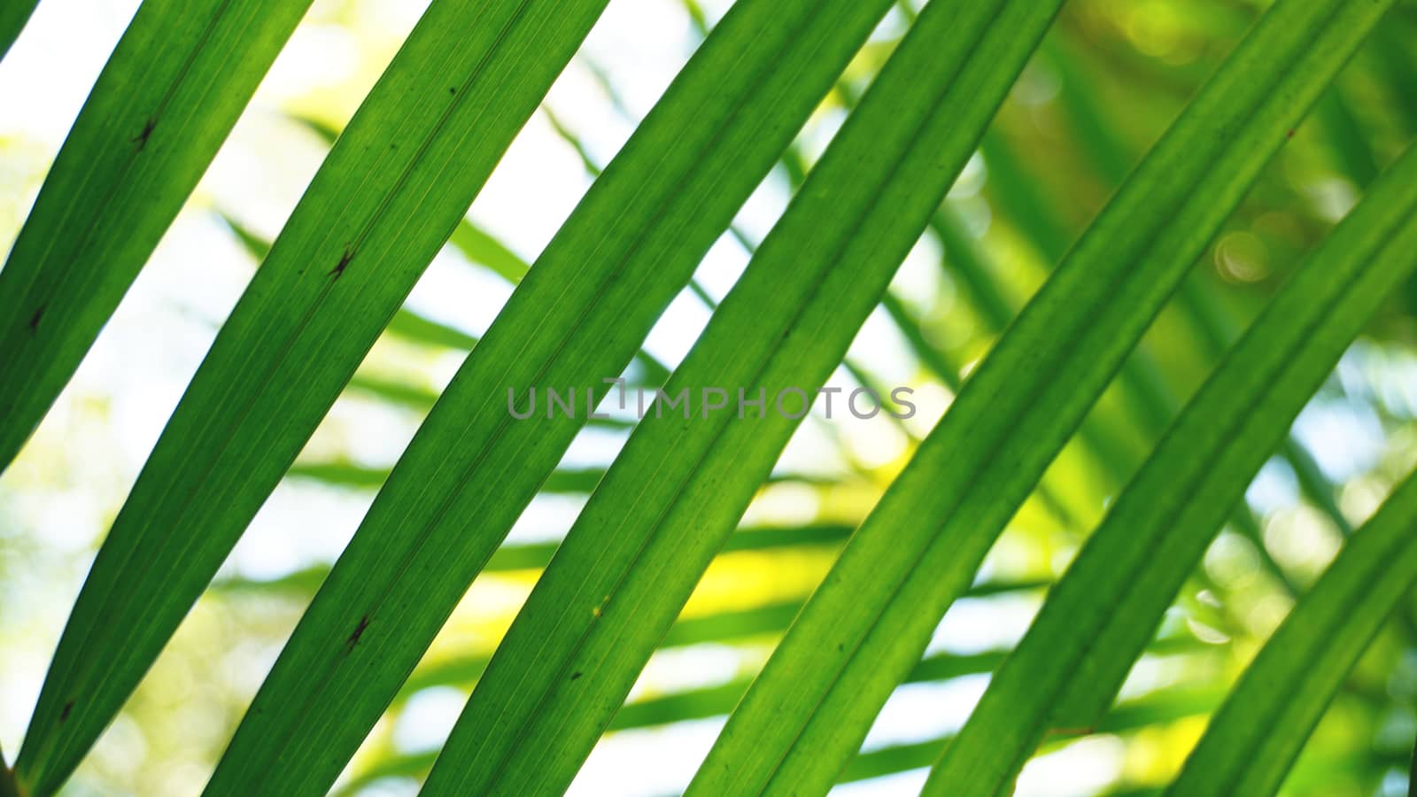 Green tropical palm leaves, floral pattern background, real photo
