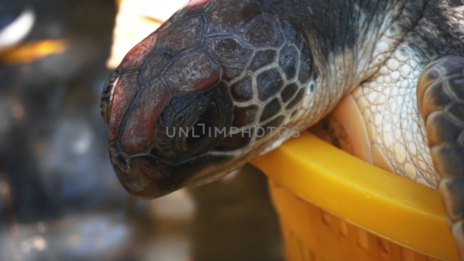 The turtle in a basket on the ground. Macro view and close up