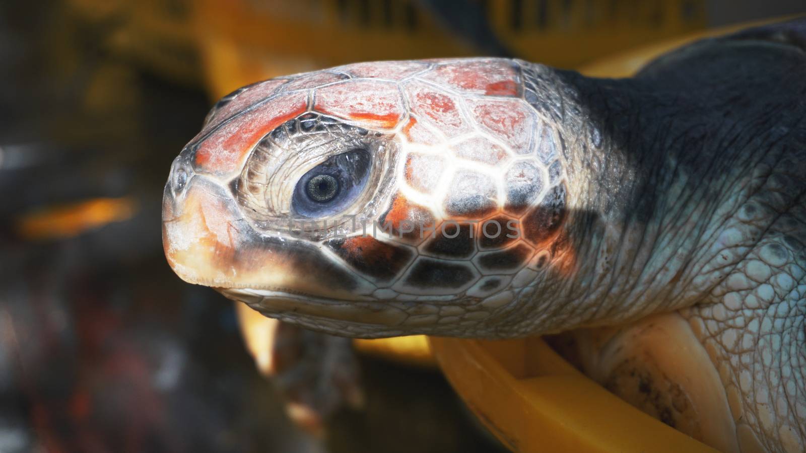 The turtle in a basket on the ground. Macro view and close up