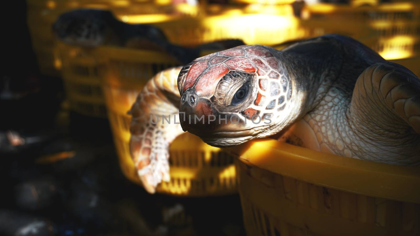 The turtle in a basket on the ground. Macro view and close up