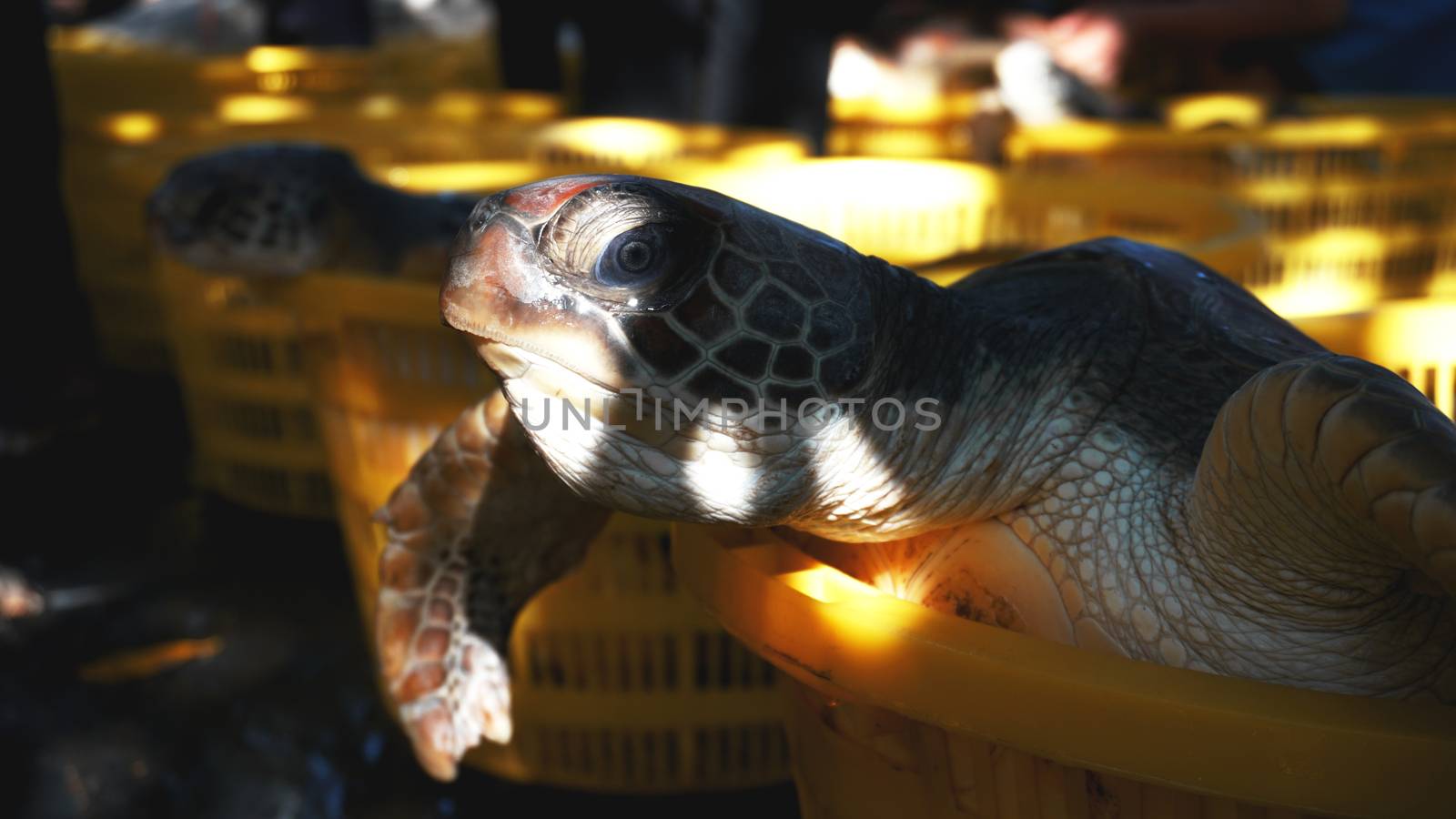 The turtle in a basket on the ground. Macro view and close up