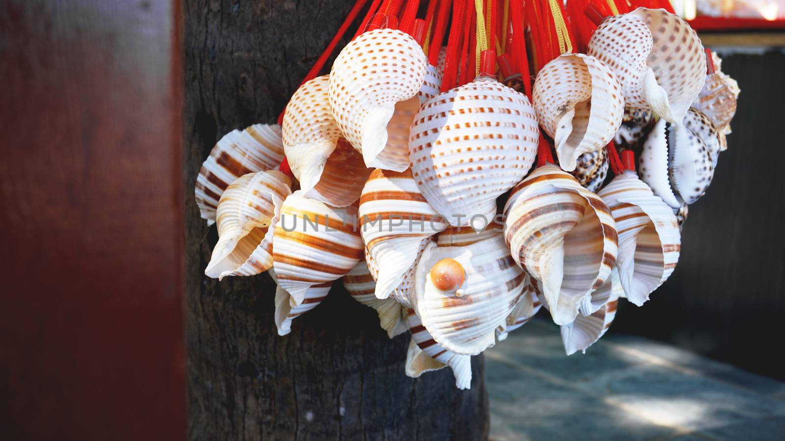 Mixed colorful sea shells as background. Sea shells macro view. Sea shells close up