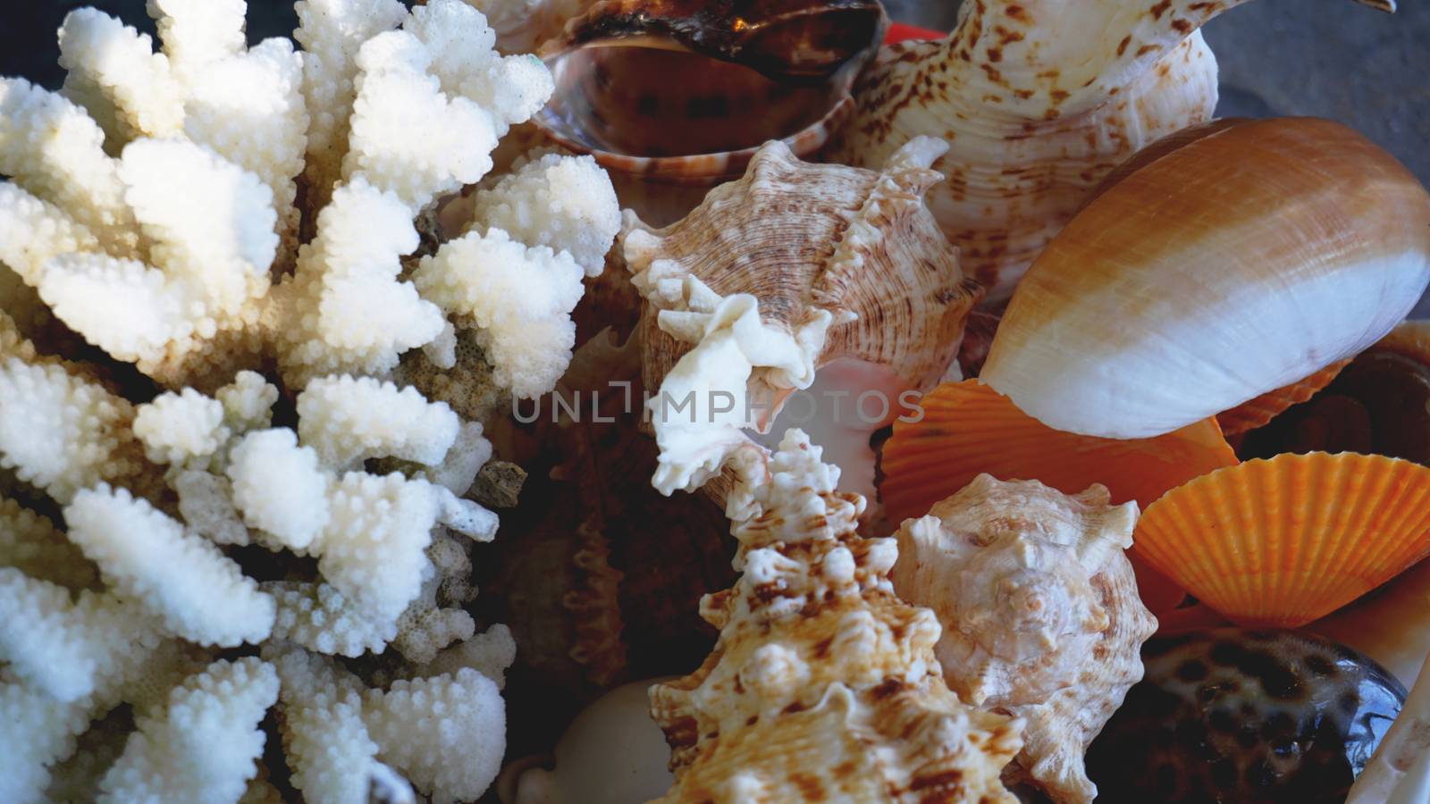 Mixed colorful sea shells as background. Sea shells macro view. Sea shells close up