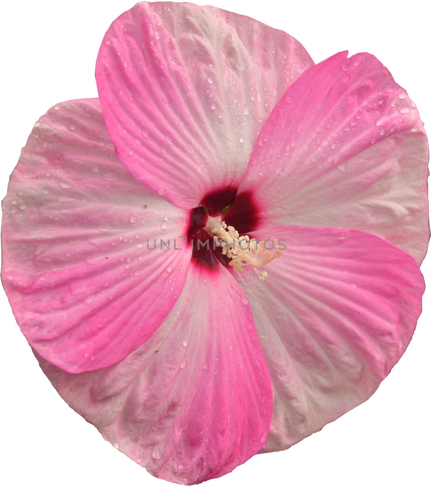 Pink beautiful flower with Isolated