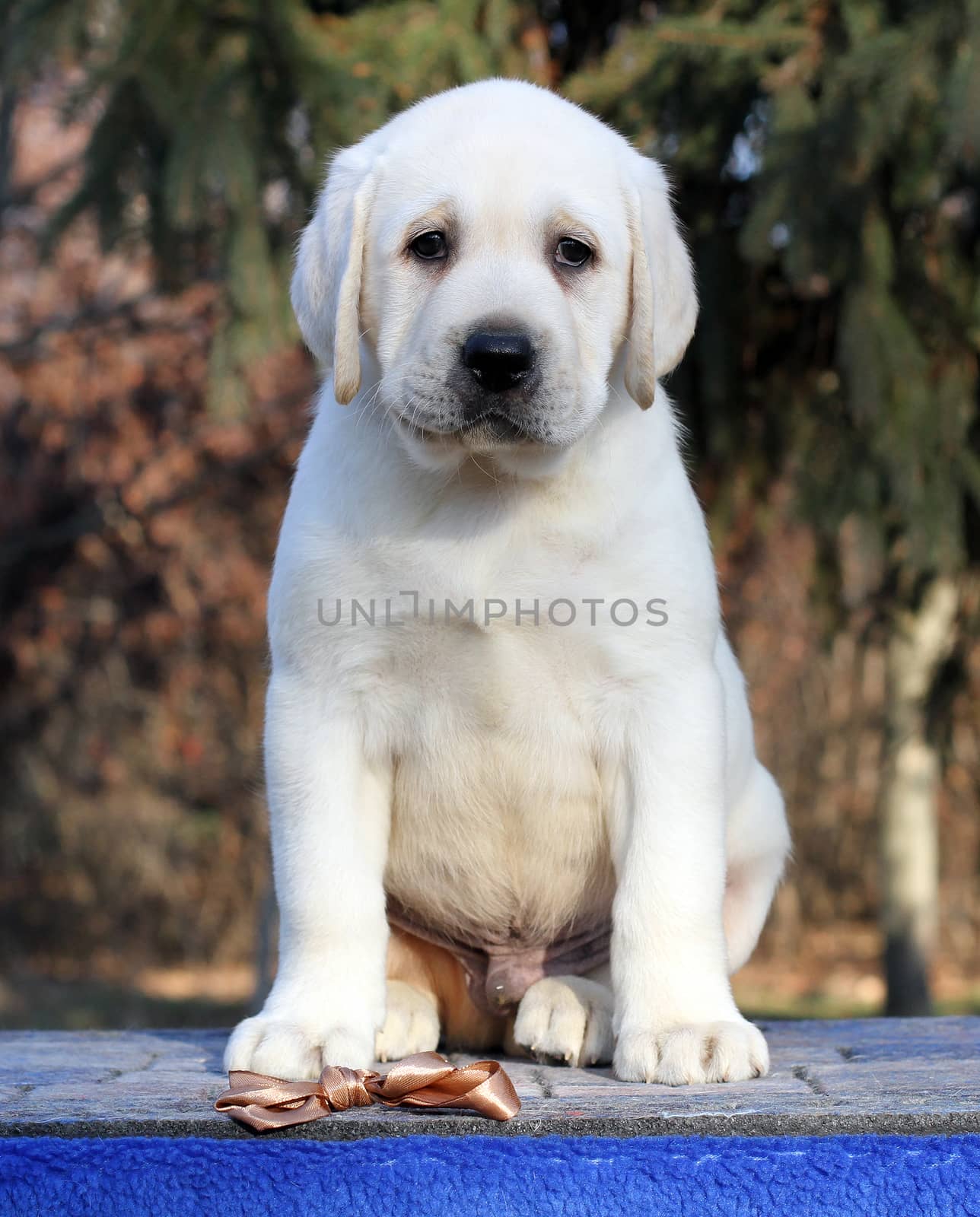 the little yellow labrador puppy sitting on blue background