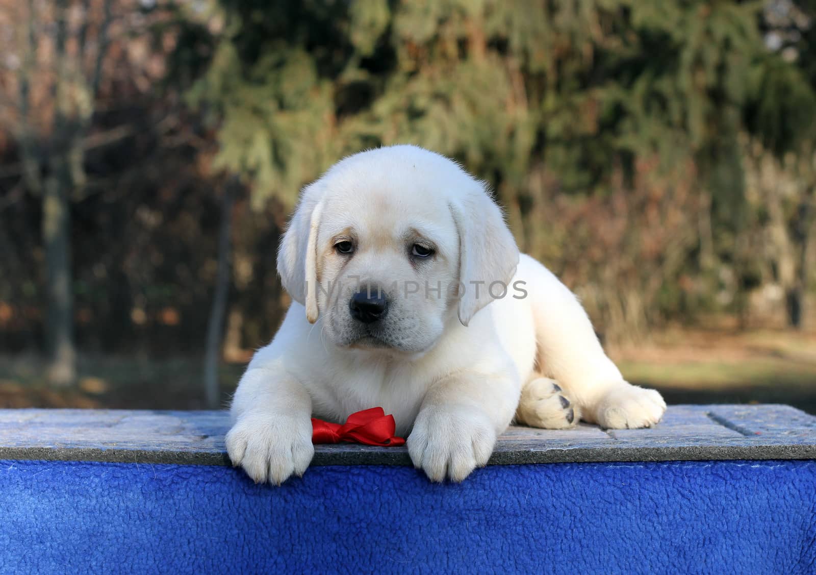 little yellow labrador puppy sitting on blue background