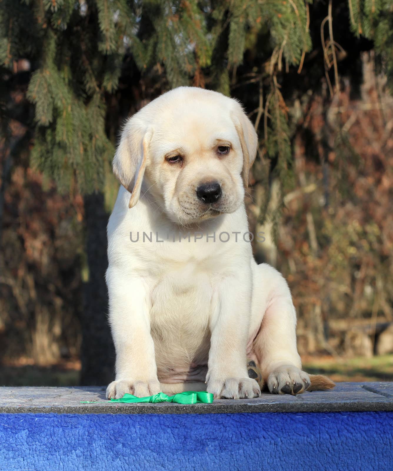 a little yellow labrador puppy sitting on blue background