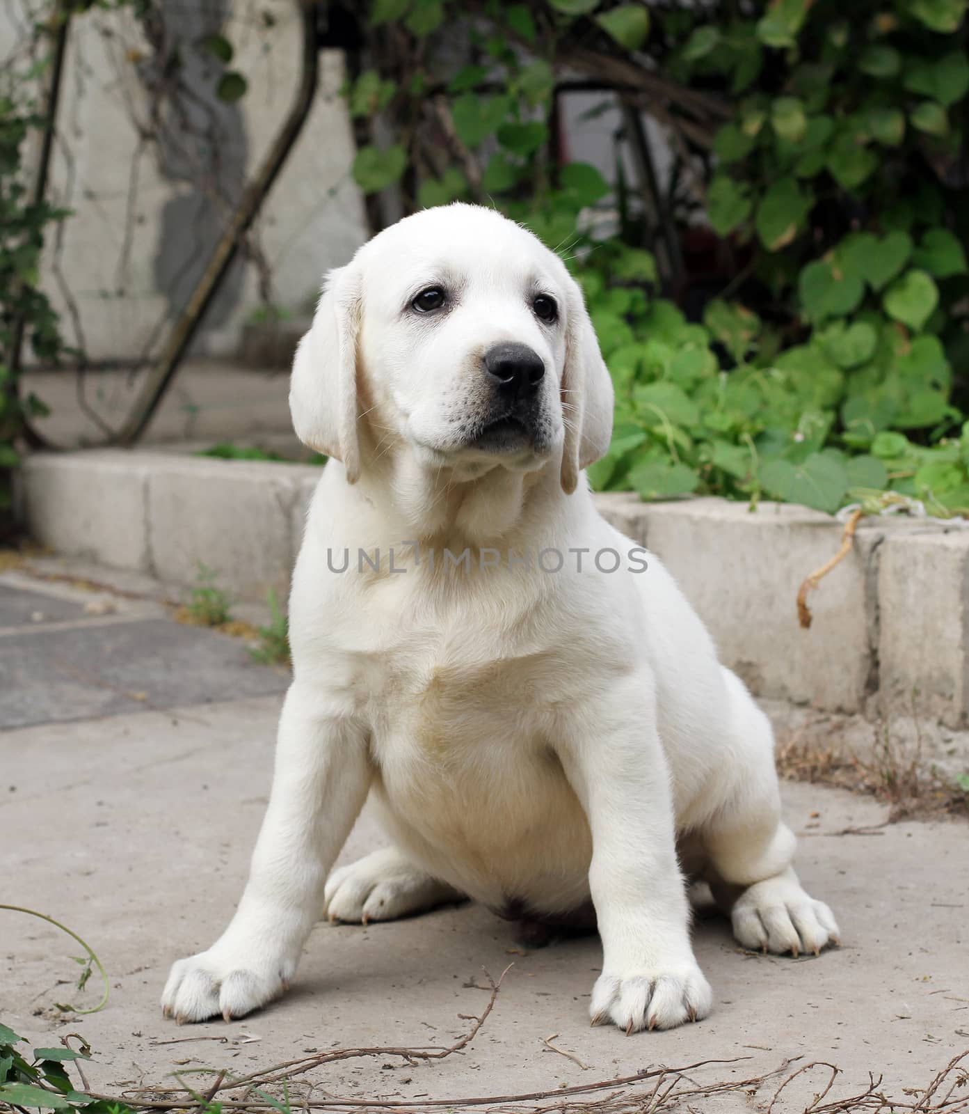 the yellow labrador sitting in the park