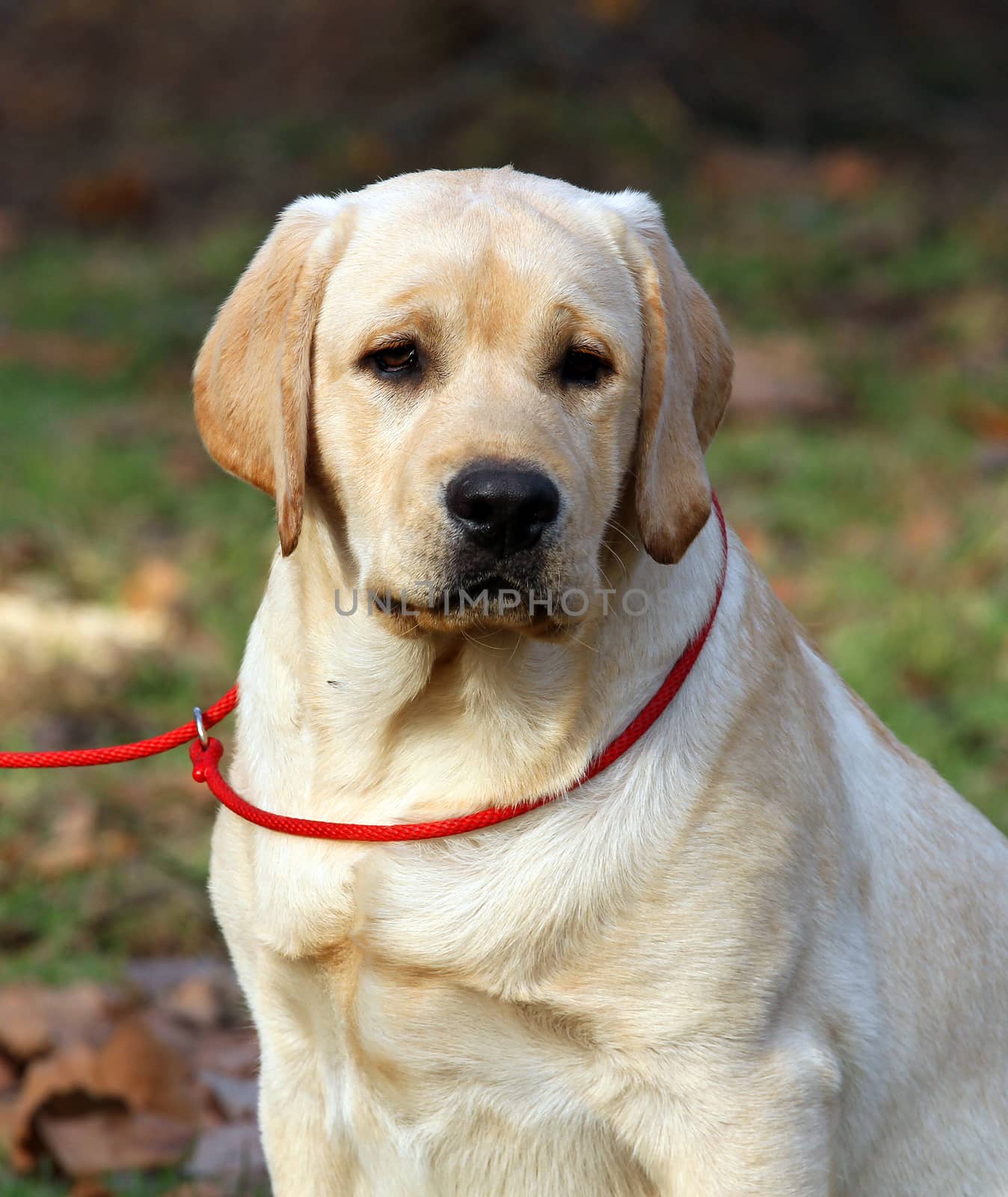 yellow labrador sitting in the park