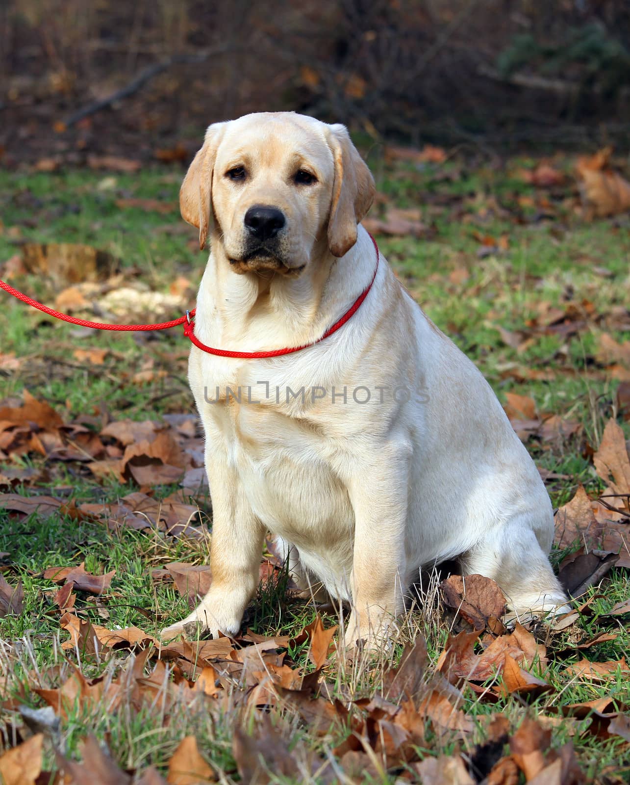 a yellow labrador sitting in the park