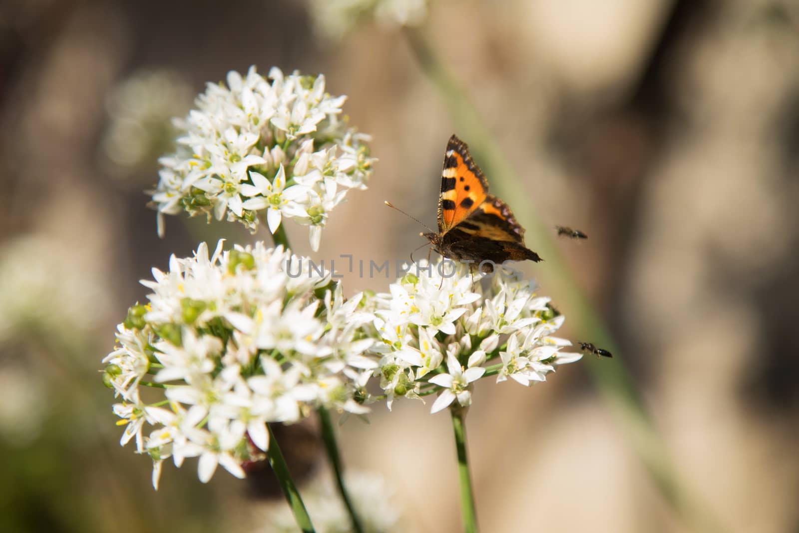 Beautiful butterfly sitting on flower by sveter