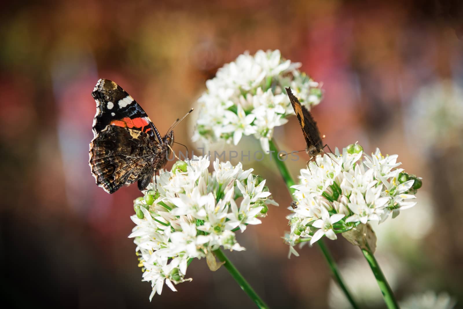 Beautiful butterfly sitting on flower by sveter