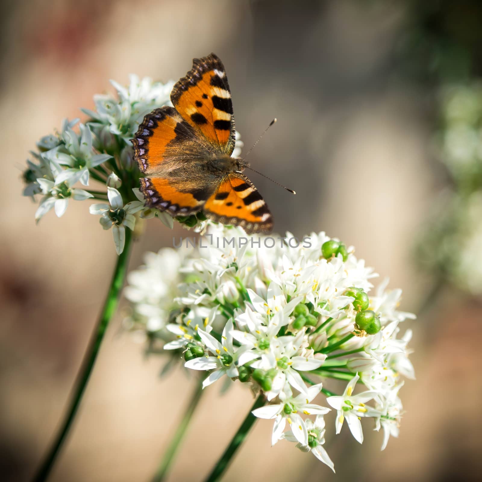 Beautiful butterfly sitting on flower by sveter