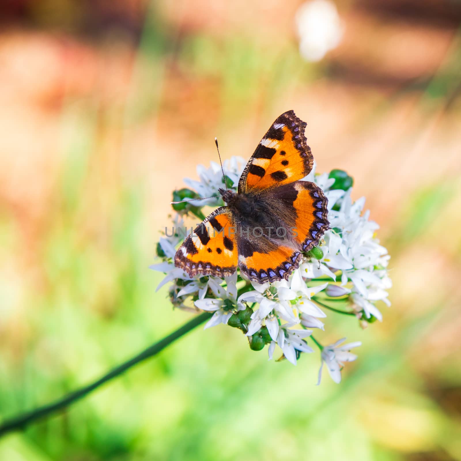 Beautiful butterfly sitting on flower by sveter