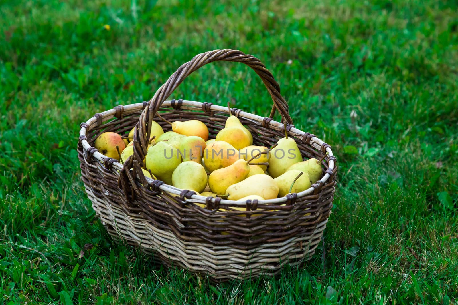juicy tasty pears in a basket on a green lawn