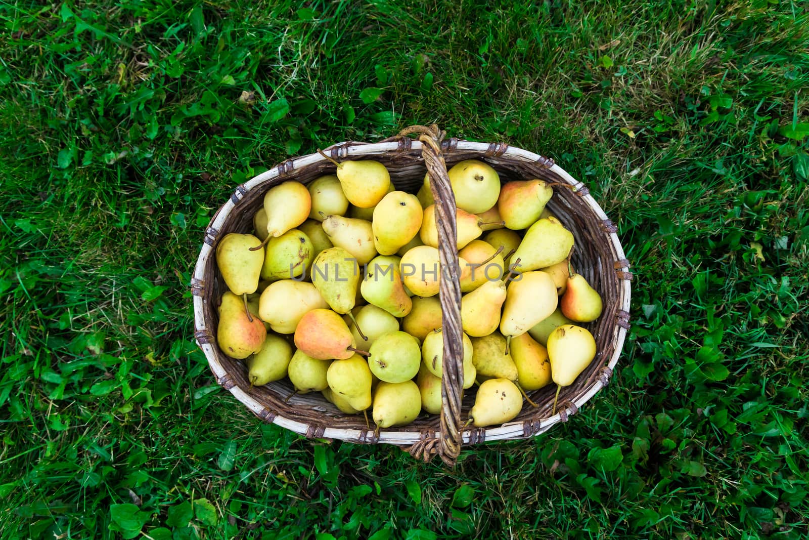 juicy tasty pears in a basket on a green lawn