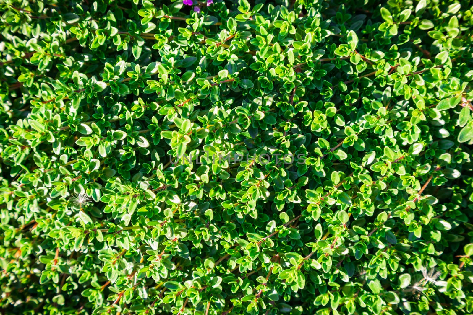 Plant with small green leaves a thyme