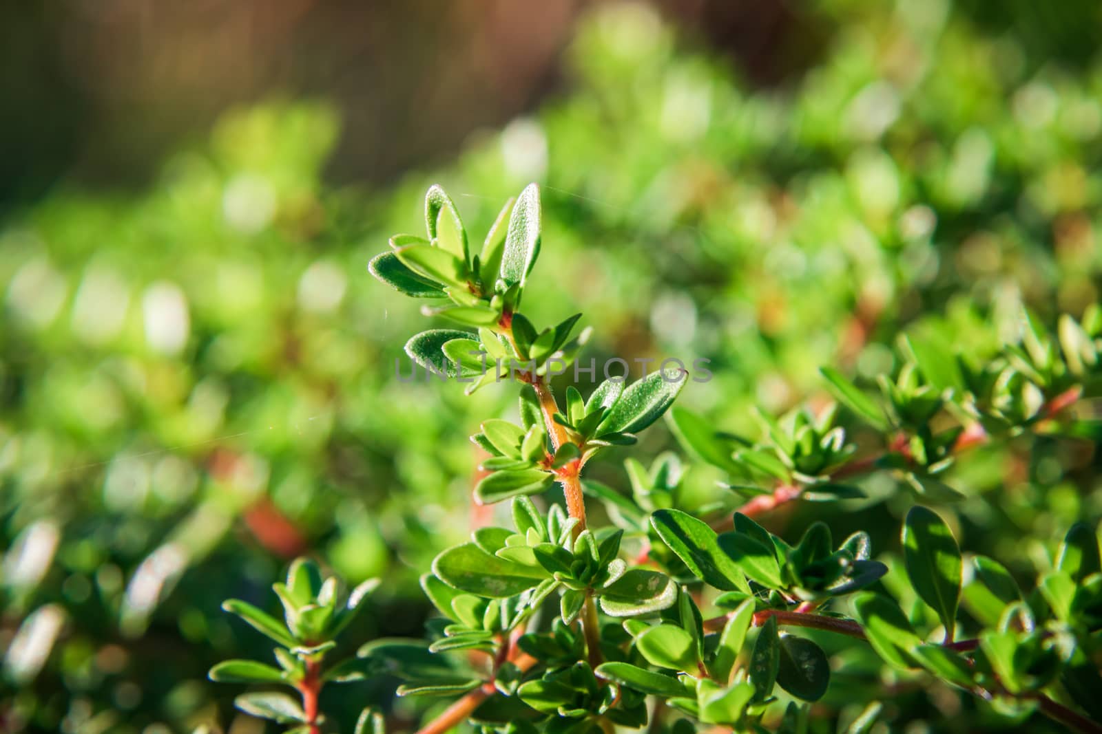 Plant with green leaves a thyme by sveter