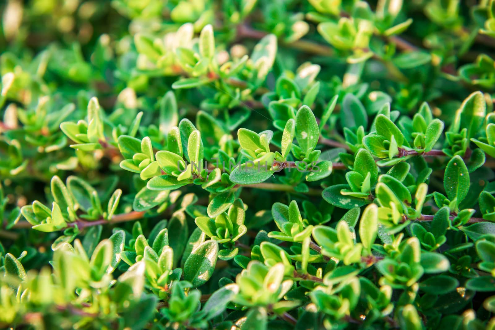 Plant with small green leaves a thyme