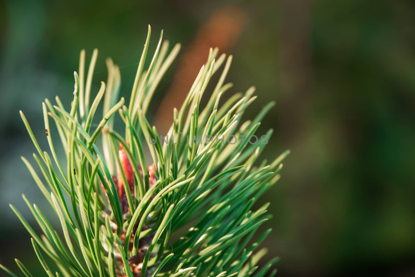 New buds on the branches of pine. The kidneys are covered with resin.