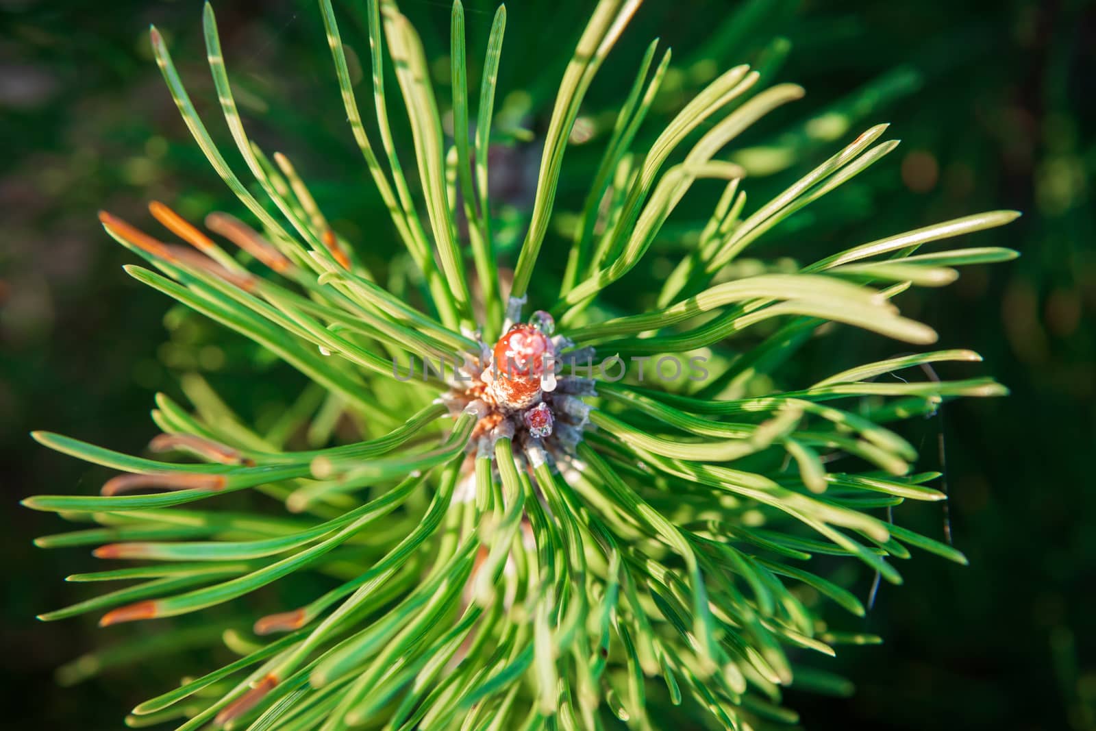 New buds on the branches of pine. The kidneys are covered with resin.