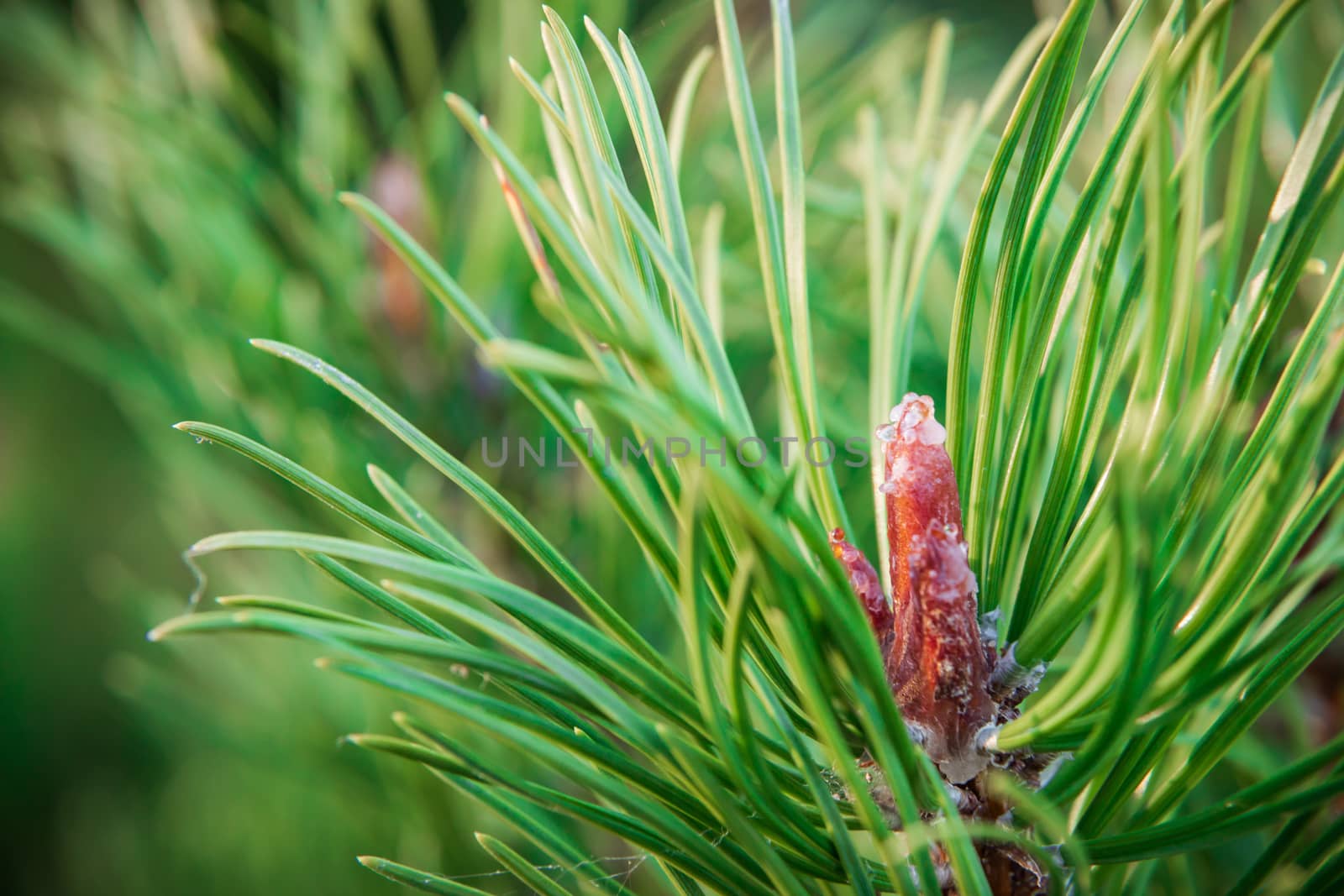 New buds on the branches of pine. The kidneys are covered with resin.