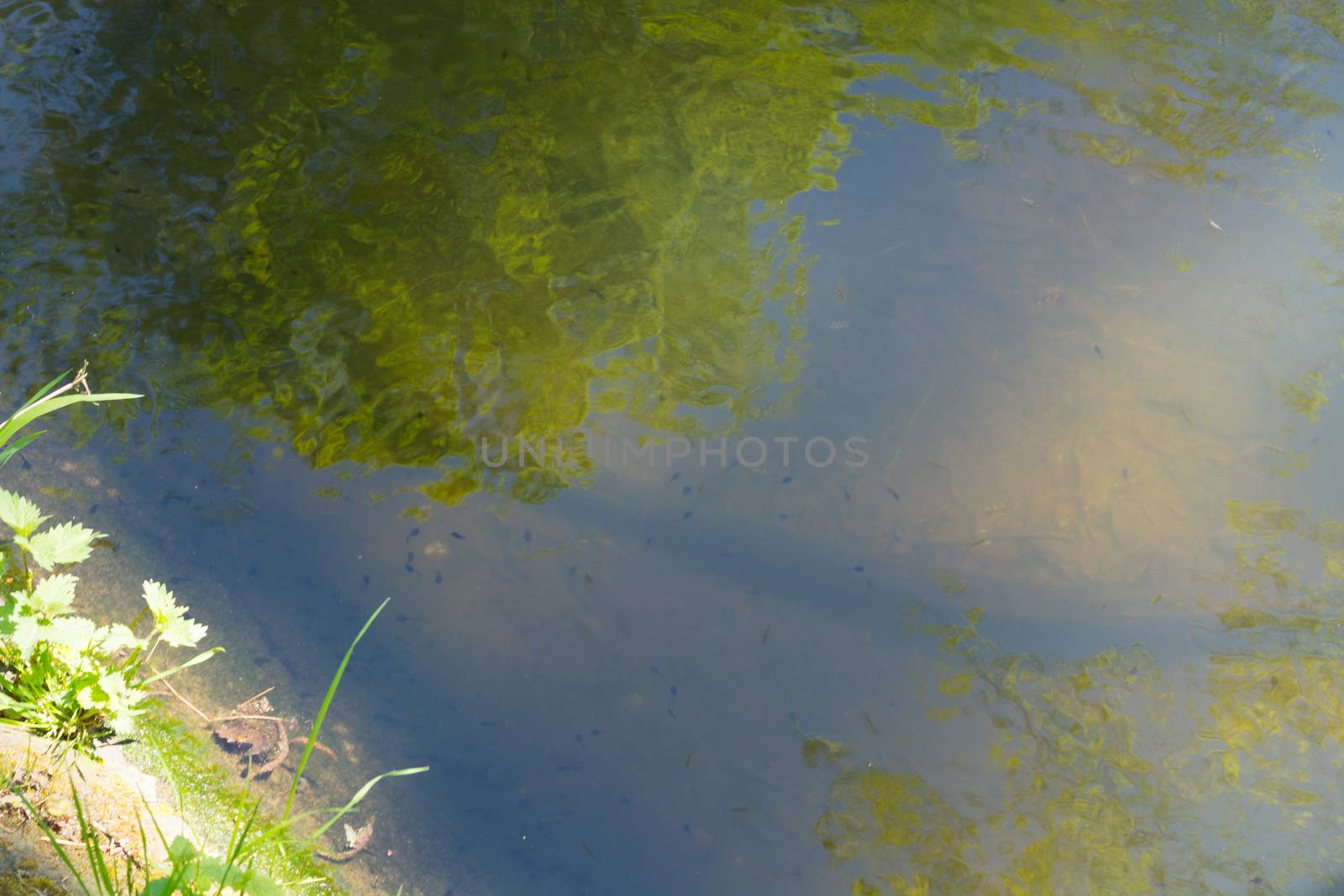 Baby tadpoles with algae by JFsPic