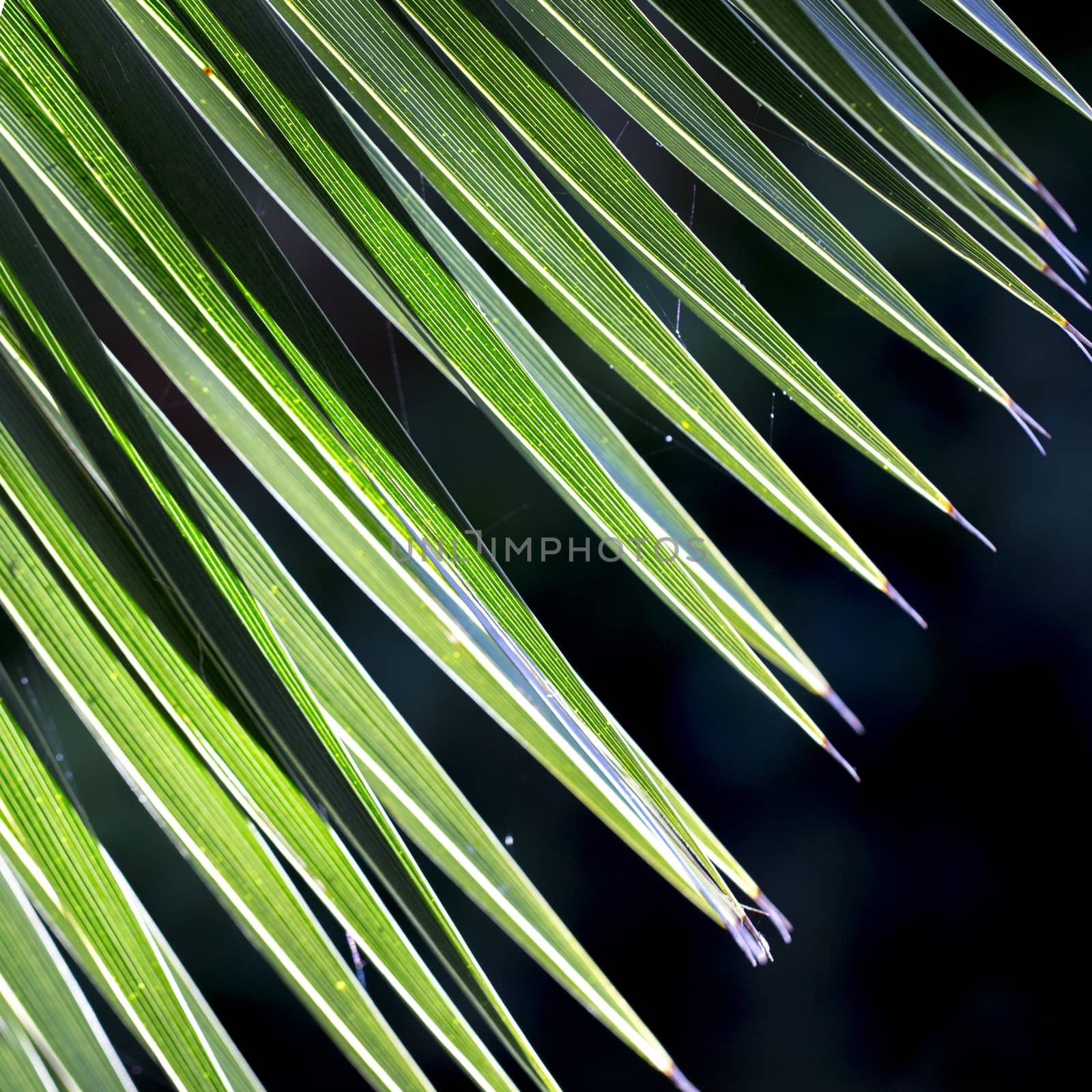Close up photo of green palm tree leaf, sunlight effect by Anelik