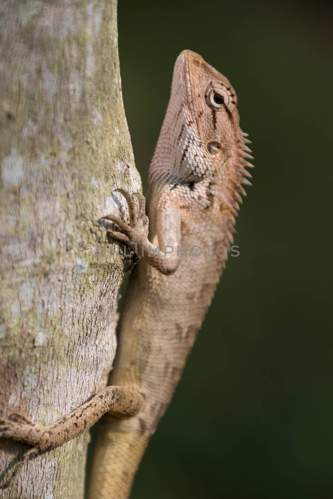 Lizard climbing Tree