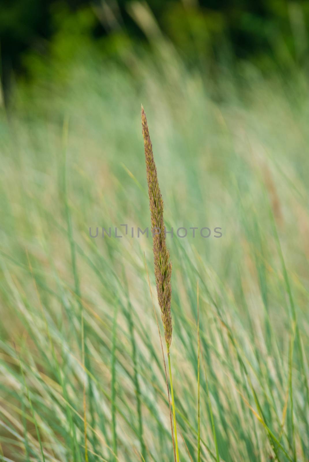 Dune grass spikes in front of blurred background at Germany’s co by MXW_Stock