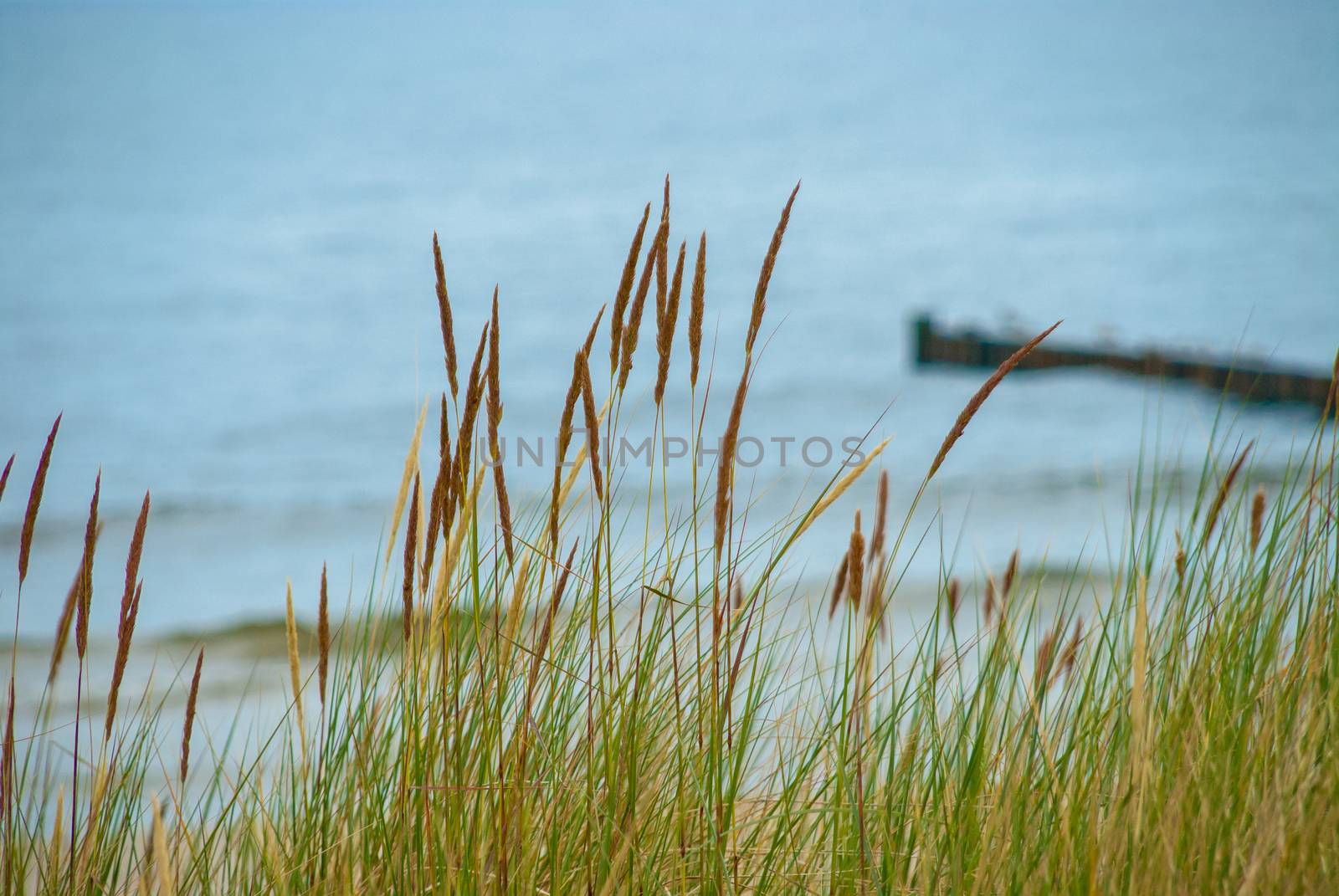 Dune grass in front of blurred eastern sea of Germany by MXW_Stock
