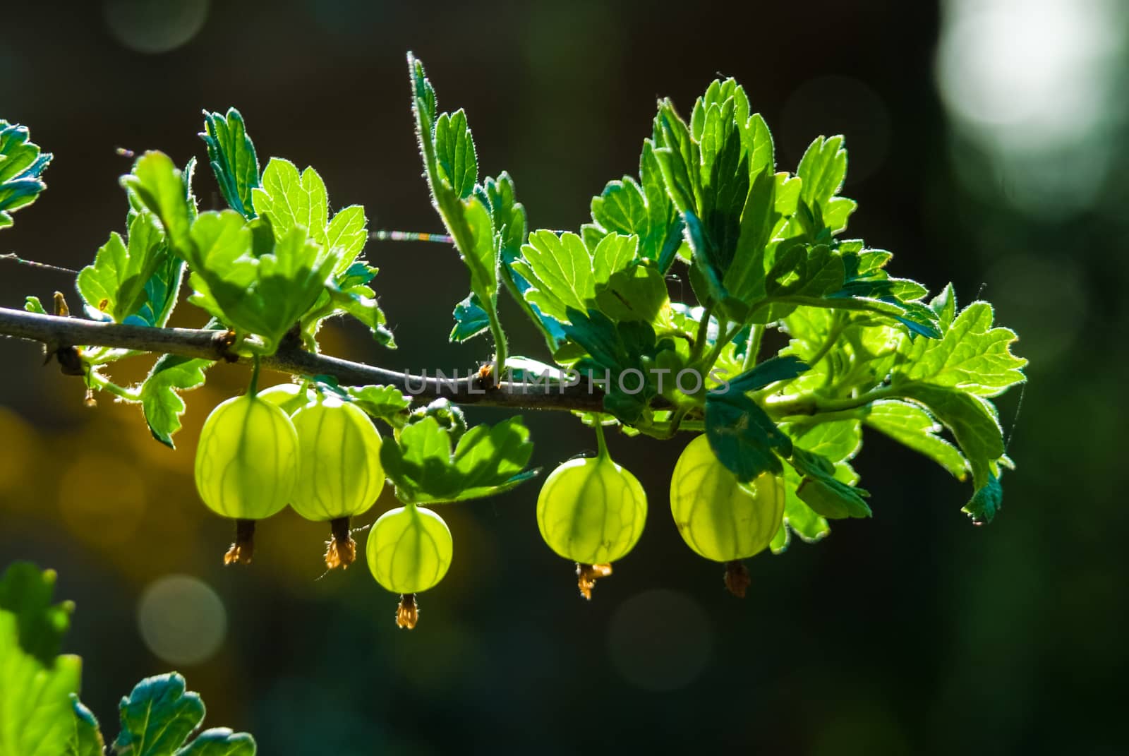 Big gooseberries ready for harvesting hanging in sunlight by MXW_Stock