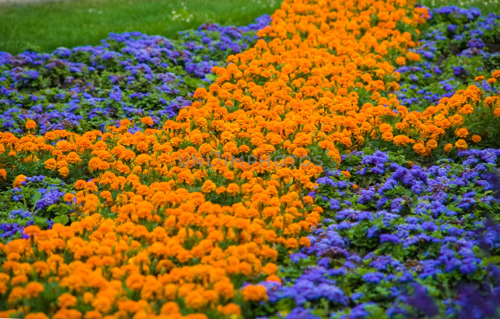 Field of orange and violet flowers in public park