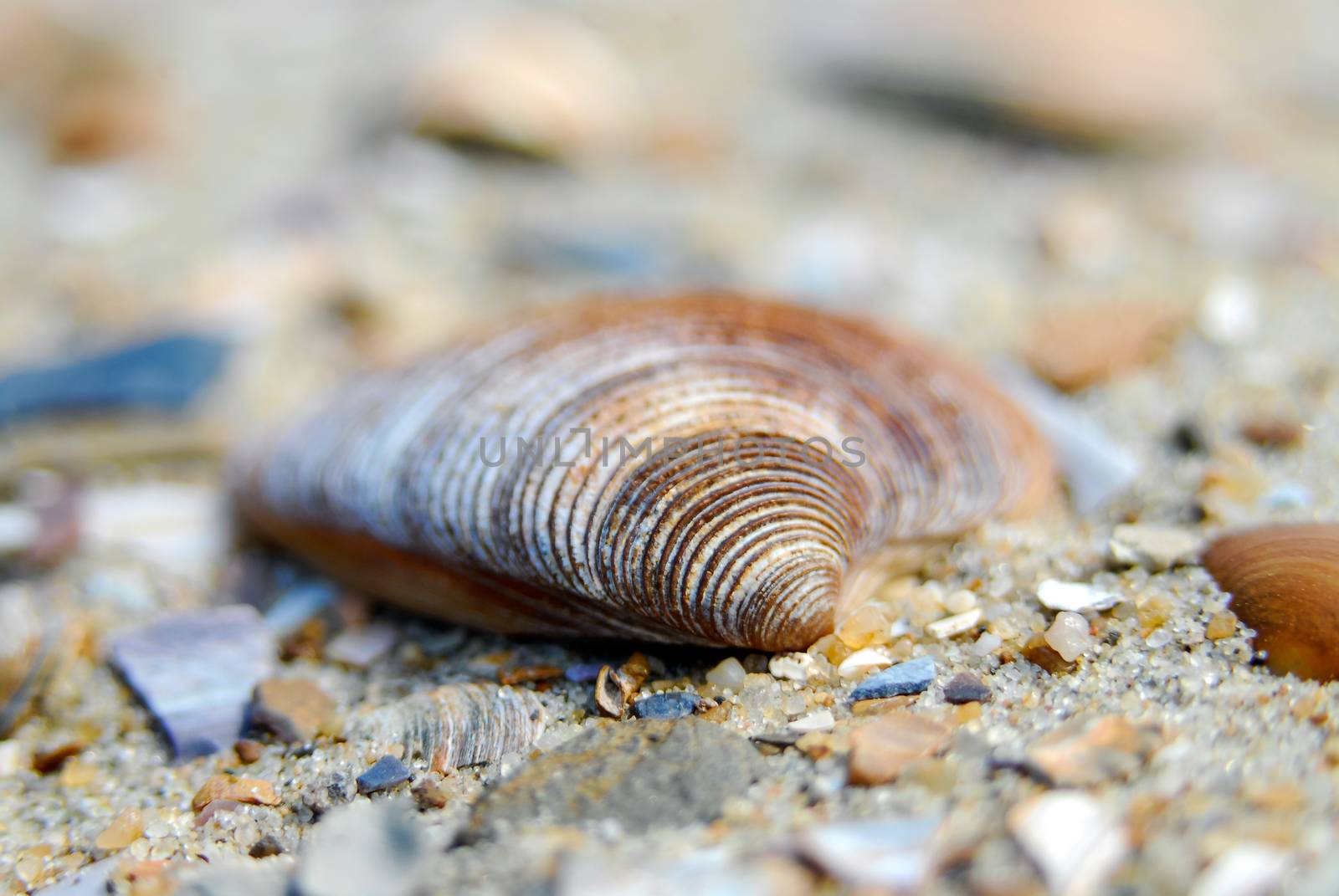Macro shot of different shells in sand by MXW_Stock