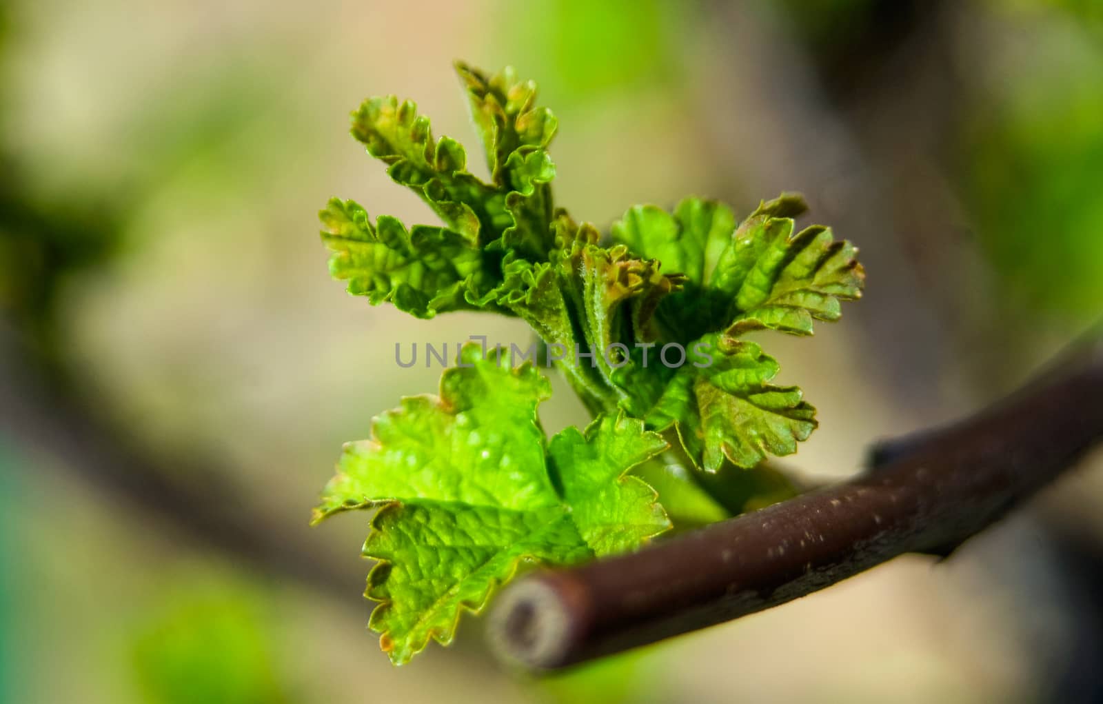 New leafs of currant starting growing in spring