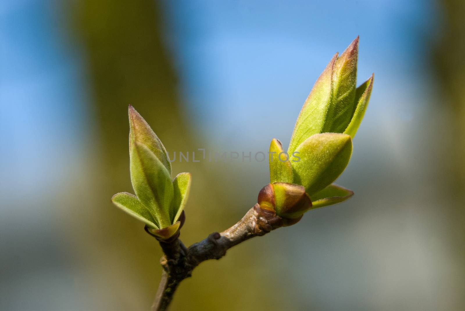 New leafs of syringe growing in spring's sun