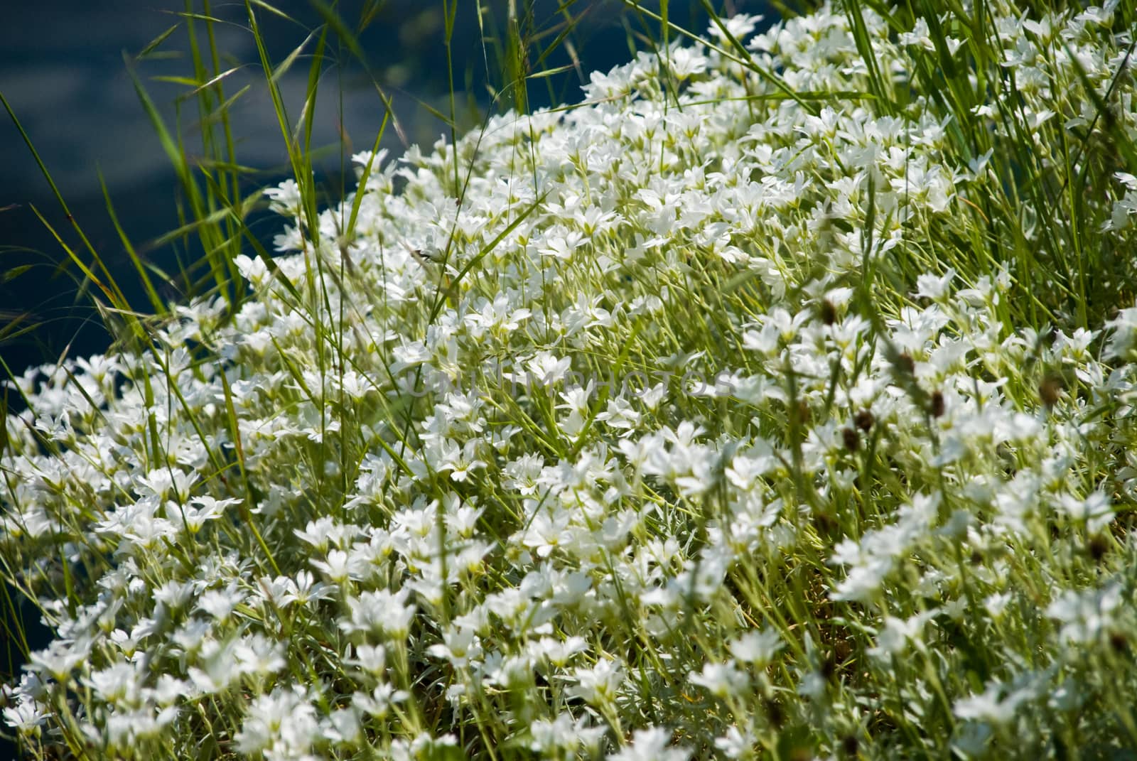 White flowers stretching towards the sunlight in spring by MXW_Stock