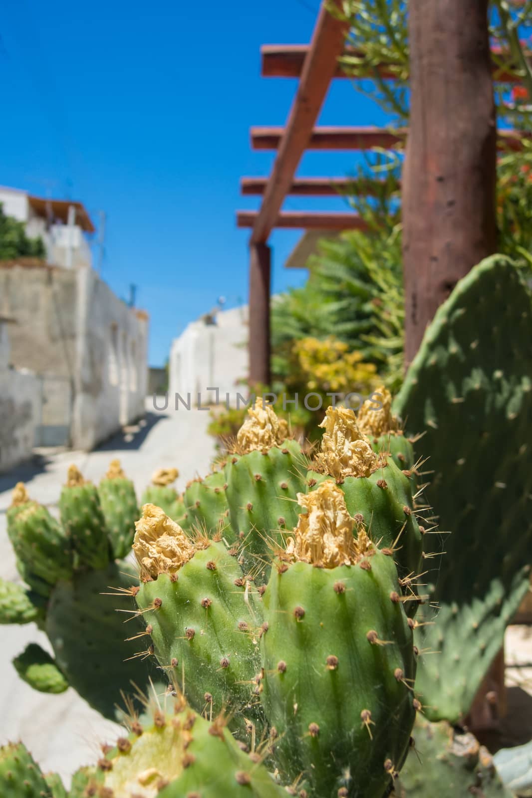 Old green Cactus in front of blurred old part of greek city cent by MXW_Stock