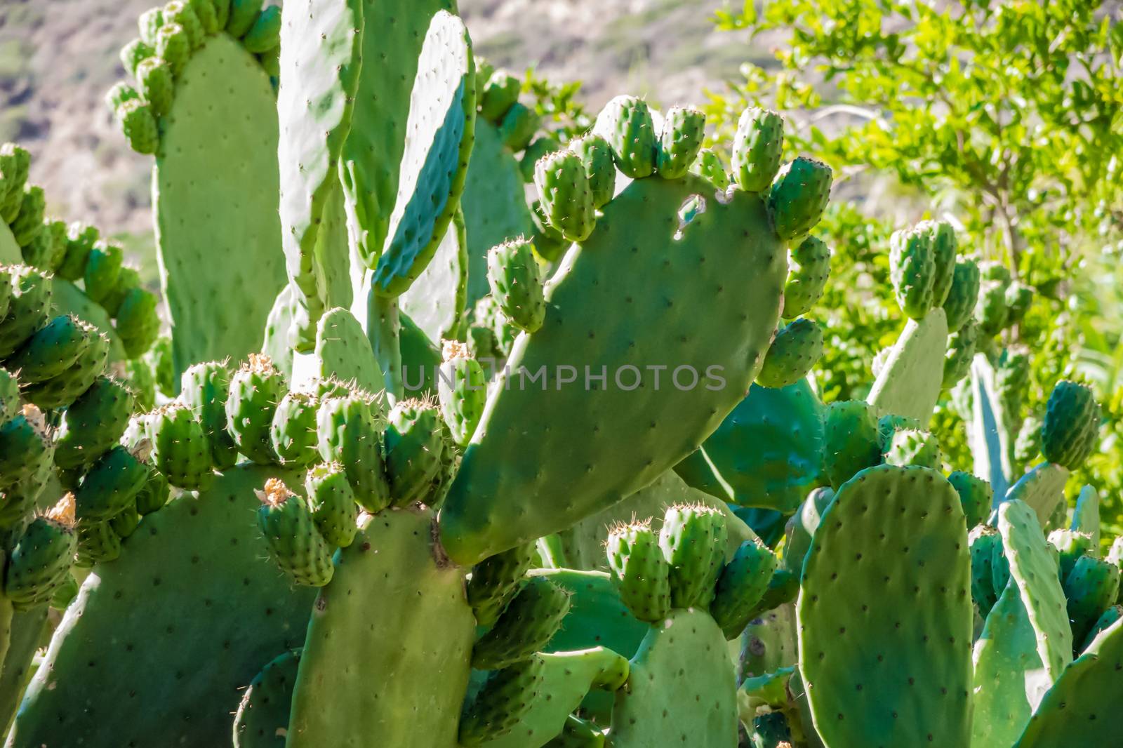 Old cactus plants with many new leafs in direct sunlight by MXW_Stock