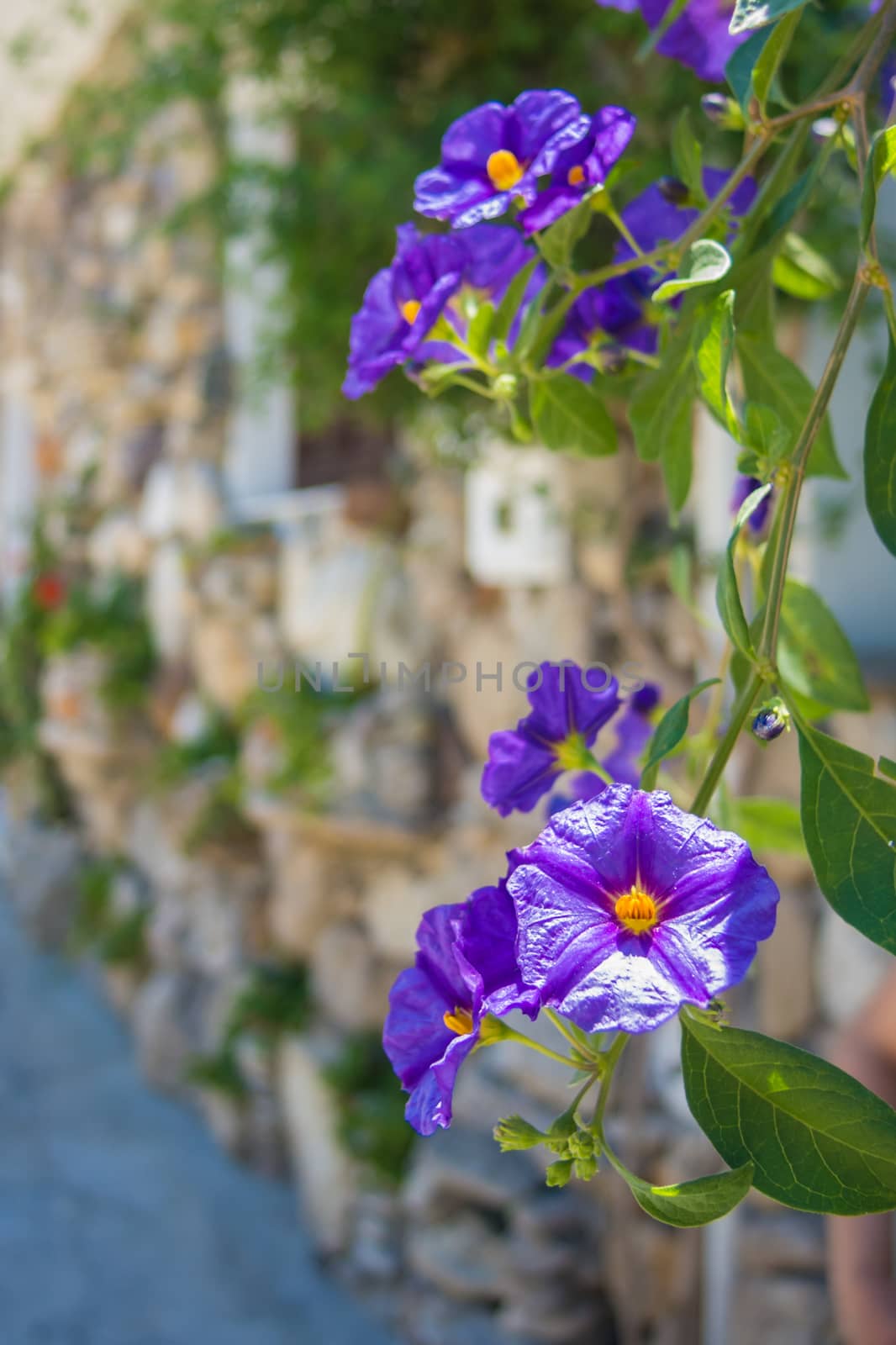 Violet Jasmine growing at a natural stone wall in Greece by MXW_Stock