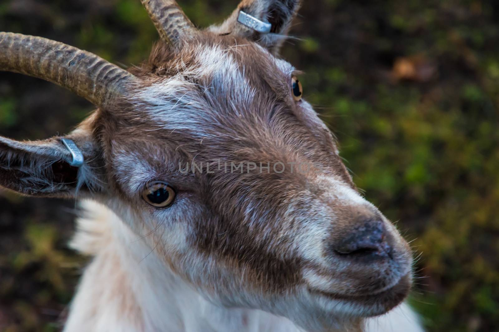 Closeup portrait of white and brown goat with fluffy fur by MXW_Stock