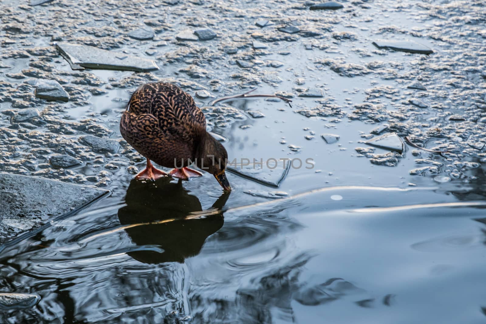 Brown duck standing on frozen water, ice floes by MXW_Stock