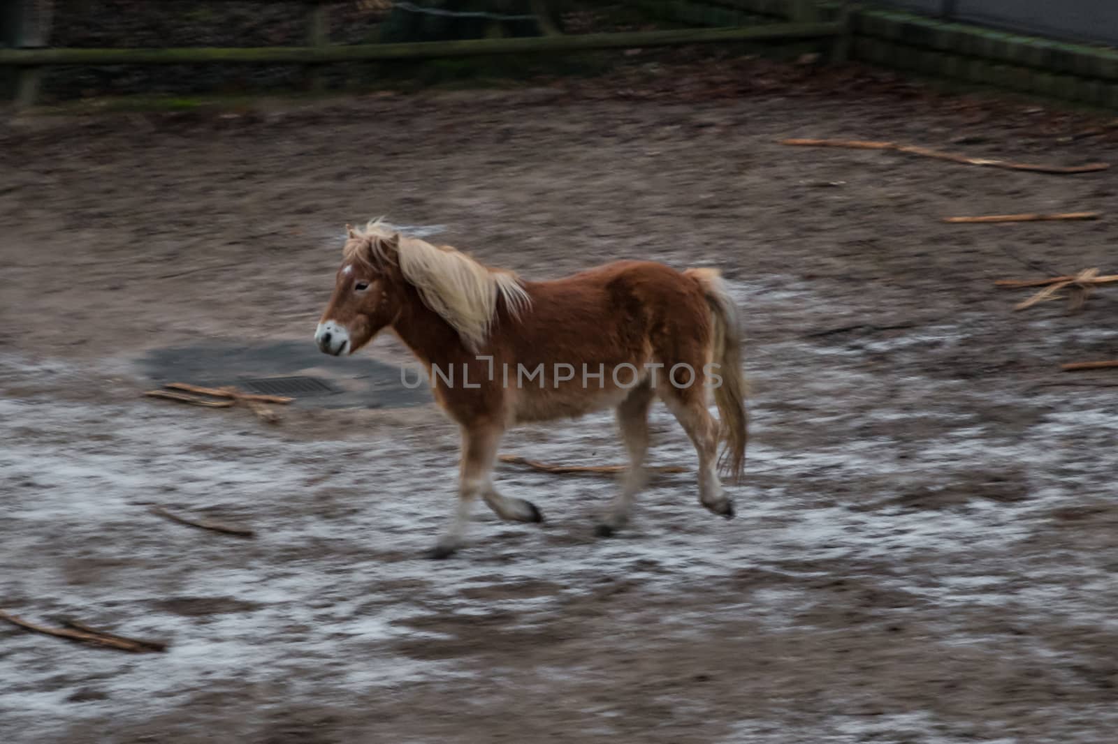 Island pony horse brown galopping motion blurred background by MXW_Stock