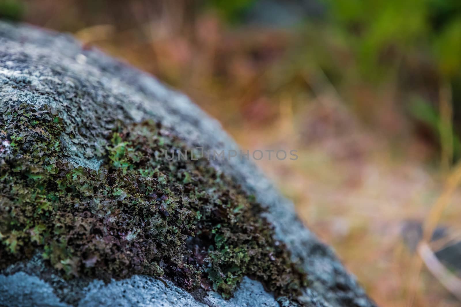 Lichens on stone red, brown, green, cold, rock