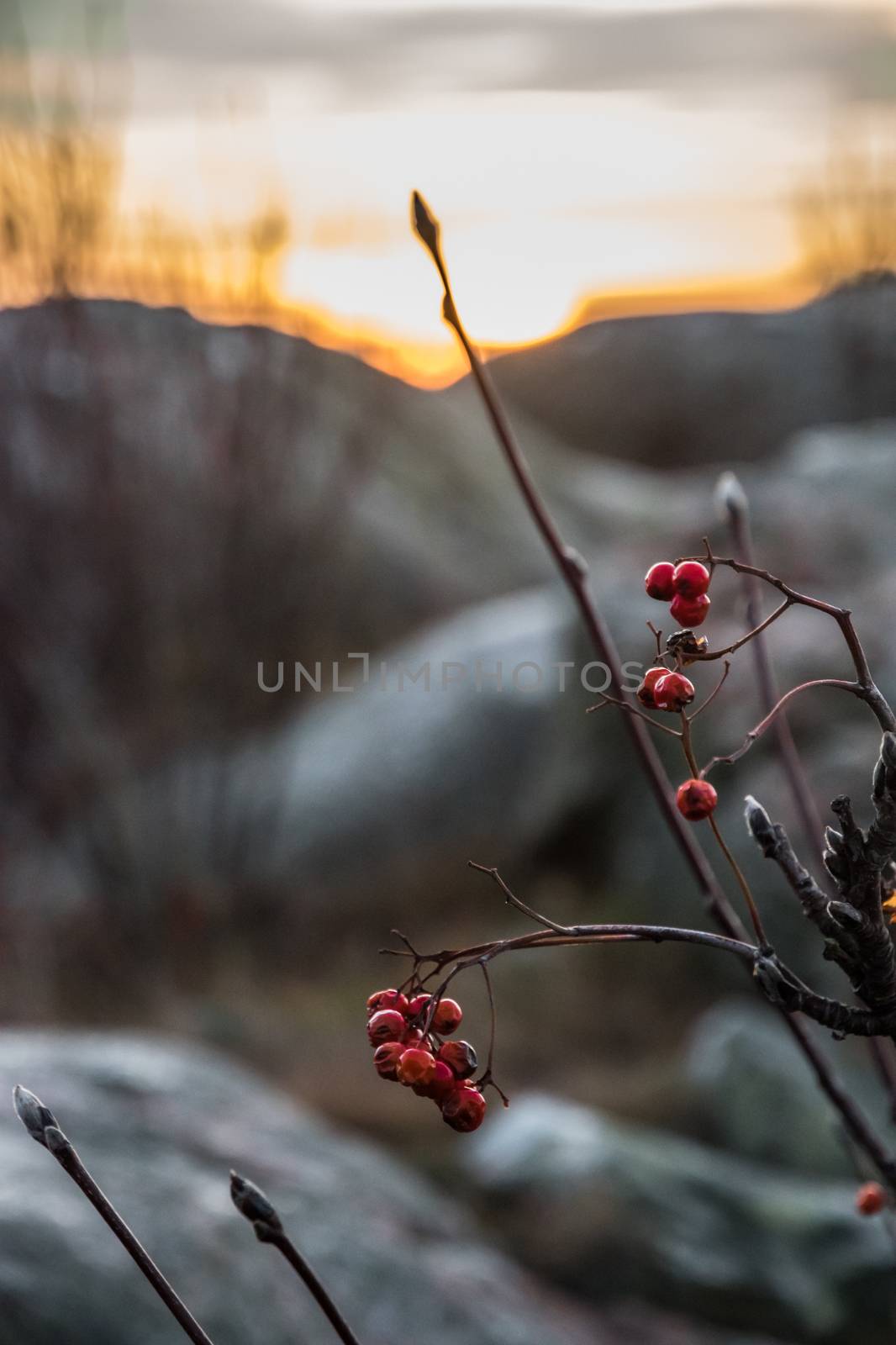 Red berries in front of sunset scenery orange with big rocks blurred
