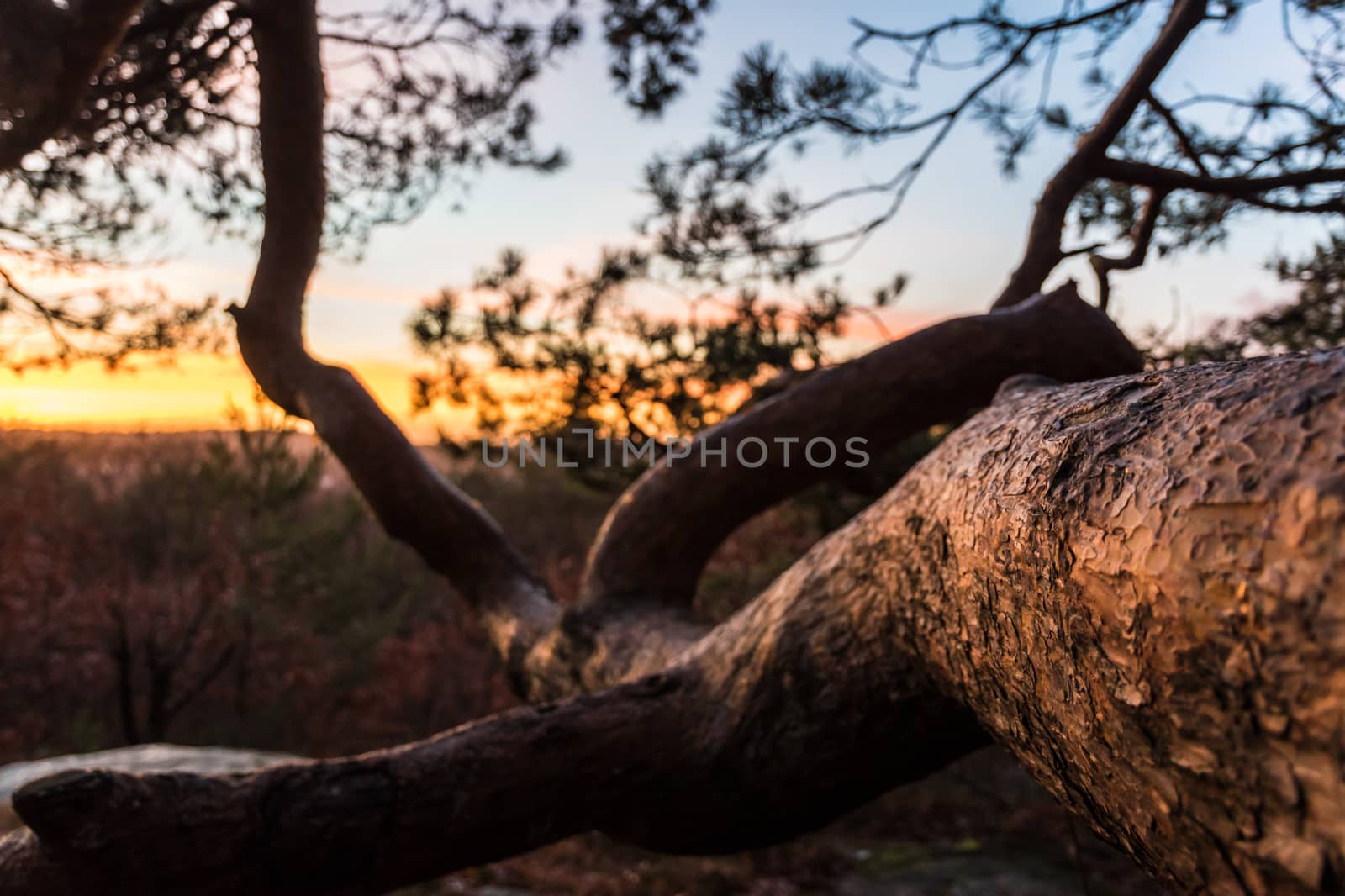 Orange Sky during sunset with branch horizontal by MXW_Stock