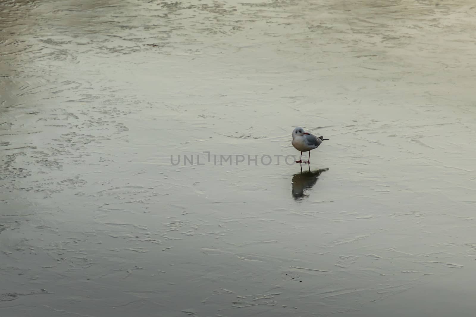 Seagull walking on frozen sea, ice cold weather